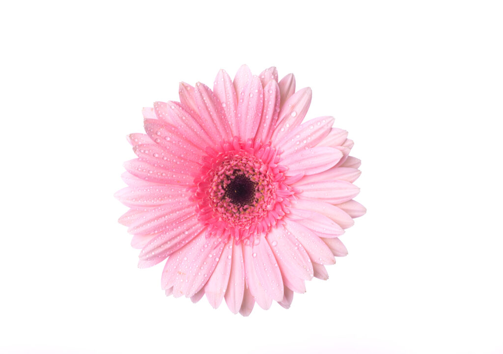 WPBakery Page – postGrid